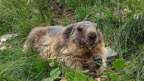 Marmot neboli svišť horský