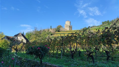 Malebná krajina s vinicemi